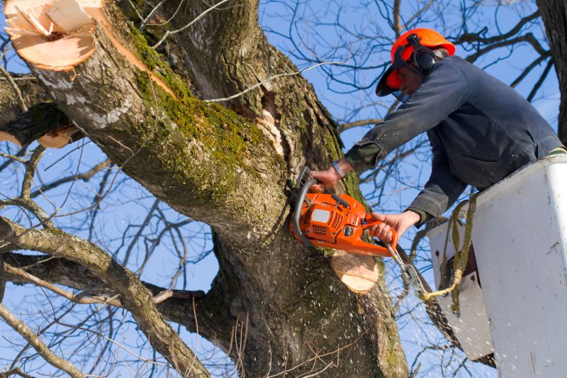 Seasonal Tree Management